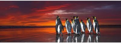 Casse-tête - Alexander Von Humboldt - King Penguins (1000 pièces) Heye