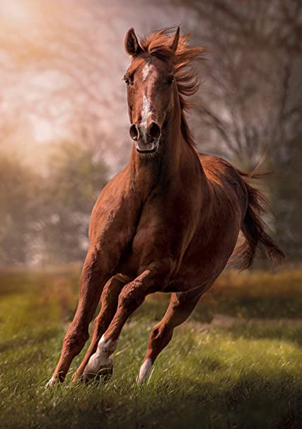 Casse-tête - Clementoni - Le cheval (1500 pièces)