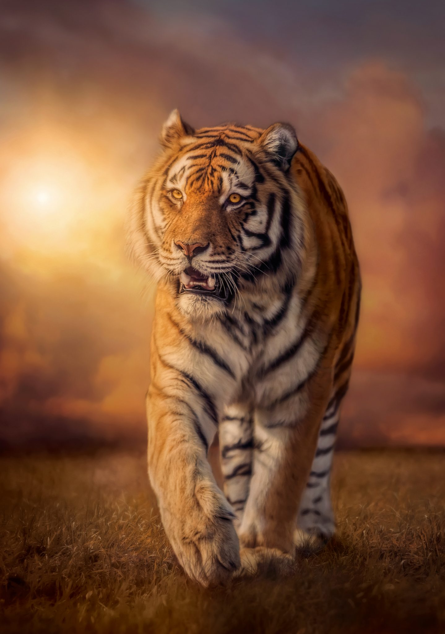 Casse-tête - Clementoni - Le tigre (1500 pièces)