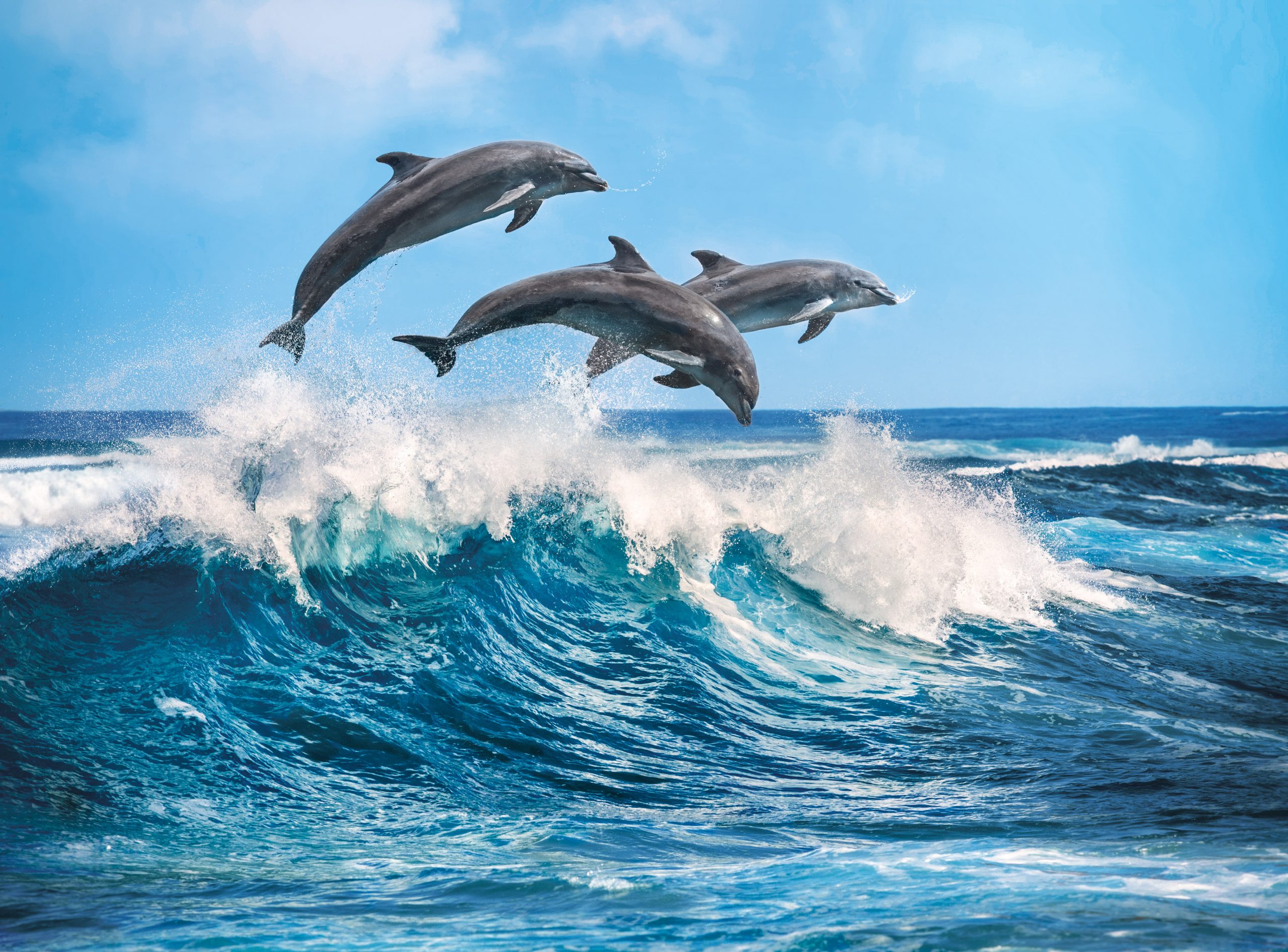 Les dauphins (500 pièces) – Clementoni