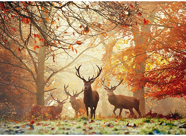 Casse-tête - Magic Forests - Stags (1000 pièces) - Heye