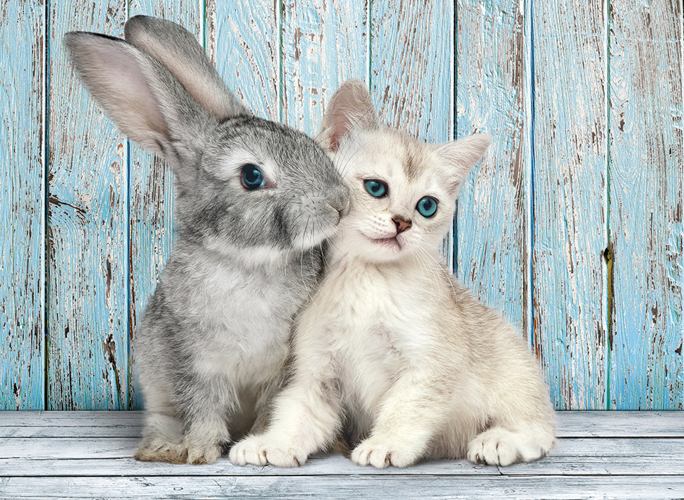 Casse-tête - Cat & Bunny (500 pièces) - Clementoni