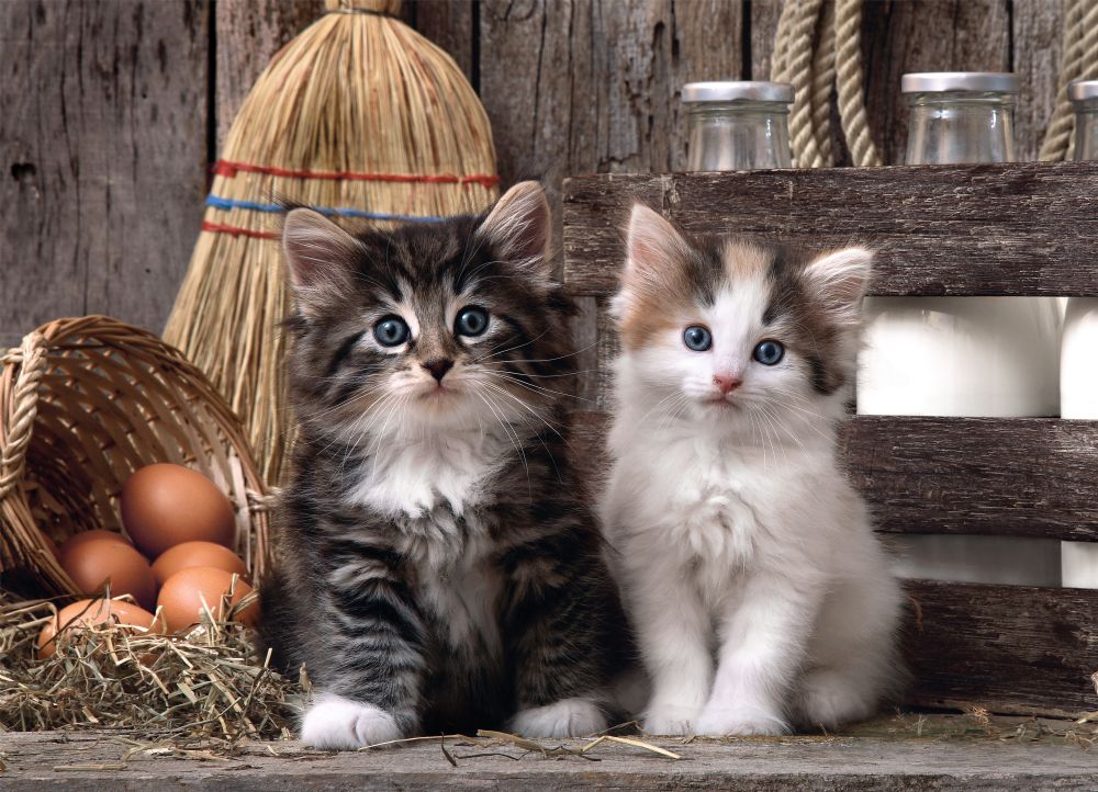 Casse-tête - Lovely Kittens (1000 pièces) - Clementoni