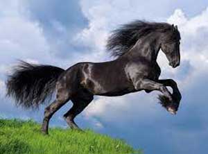 Boîte du casse-tête Fresian Black Horse (500 pièces) - Clementoni