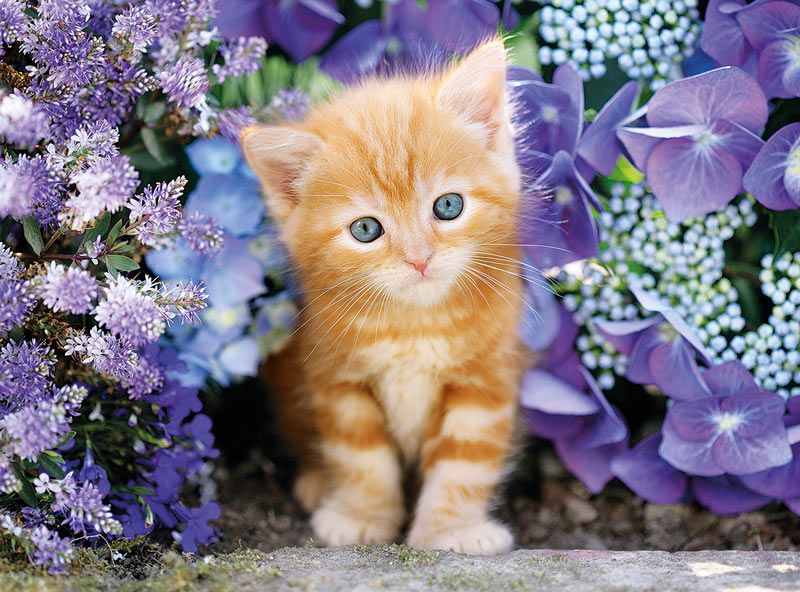 Boîte du casse-tête Gattino Rosso - Ginger Cat in the Flower (500 pièces) - Clementoni