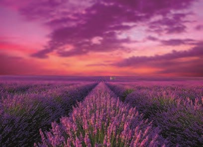 Boîte du casse-tête Lavender Field (1000 pièces) - Clementoni