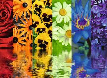 Reflets Floraux (500 pièces) – Ravensburger