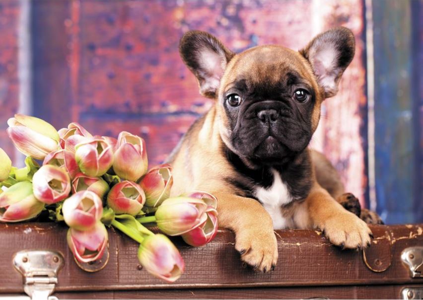 Chien Romantique (1000 pièces) – Pierre Belvédère – Trefl