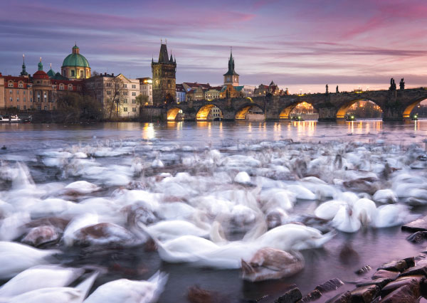 Boîte du casse-tête Prague – Swans (1000 pièces) - Schmidt