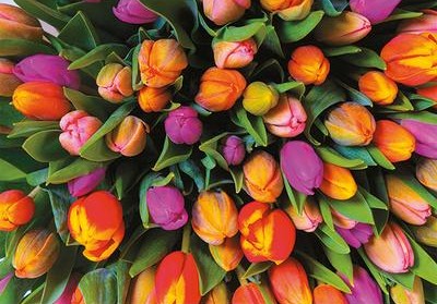 Boîte du casse-tête Tulipes (1000 pièces) - Piatnik