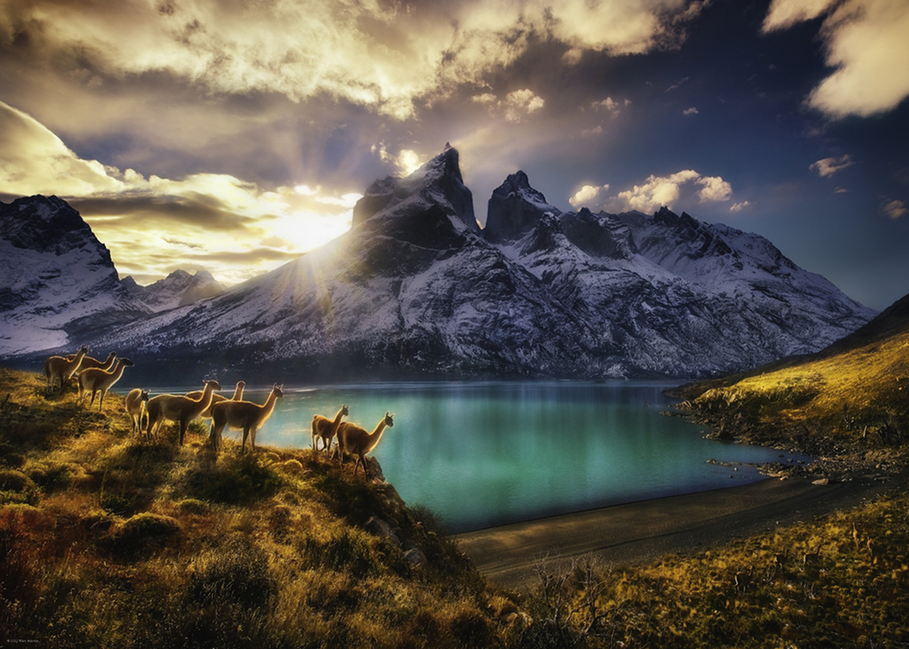 Alexander Von Humboldt – Guanacos (1000 pièces) Heye