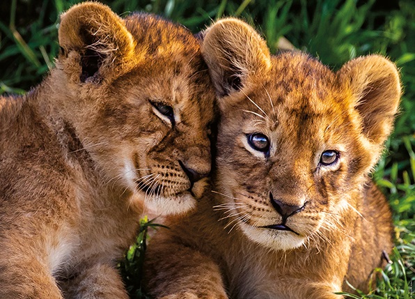 Adorables Lionceaux (250 pièces) – Nathan