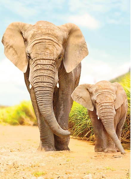 Éléphants dans les Steppes (500 pièces) – Nathan