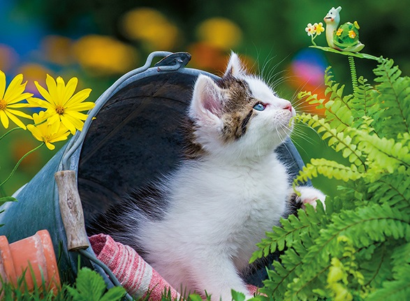 Petit Chaton Curieux (250 pièces) – Nathan