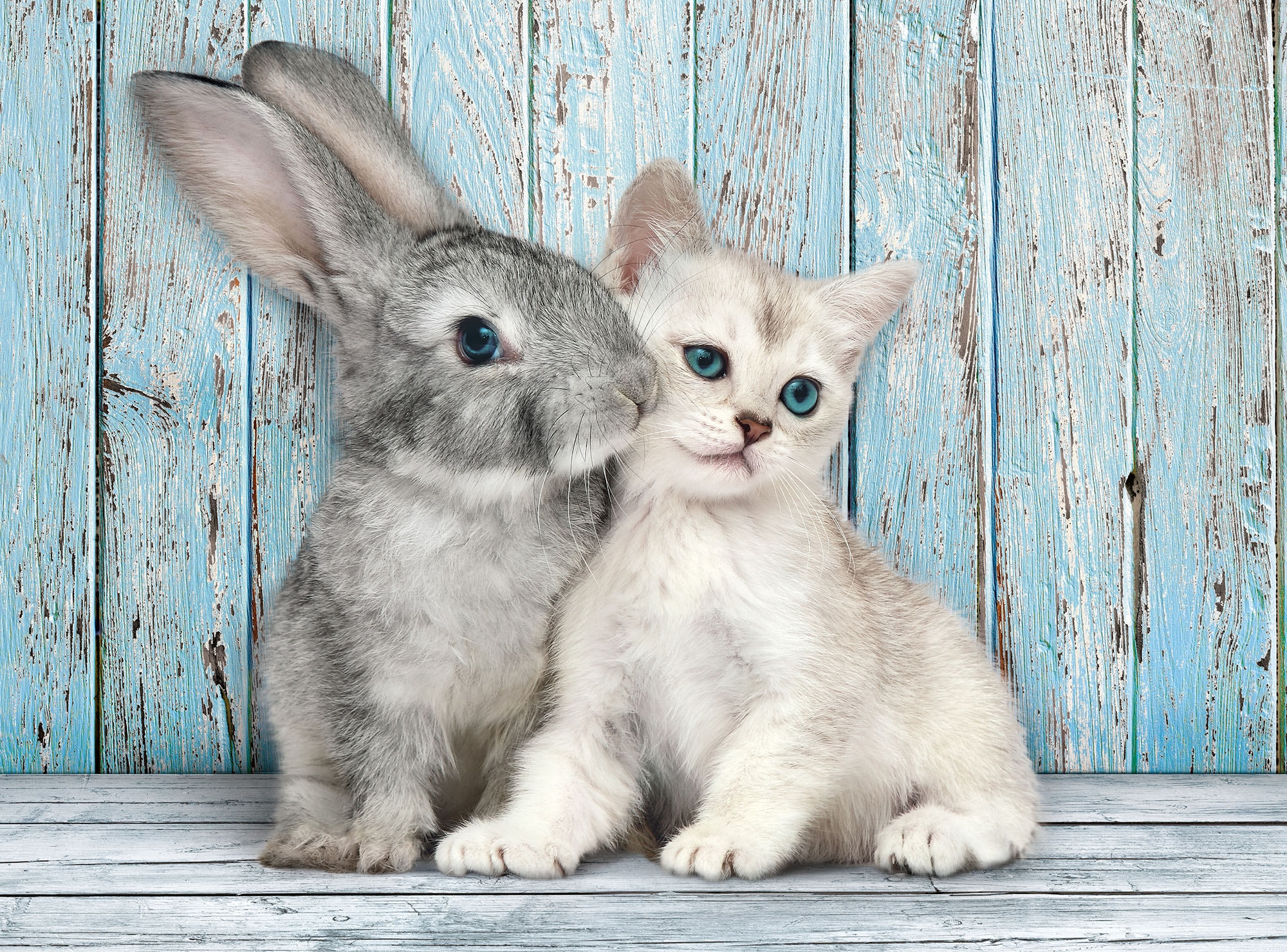 Chat et Lapin (500 pièces) – Clementoni