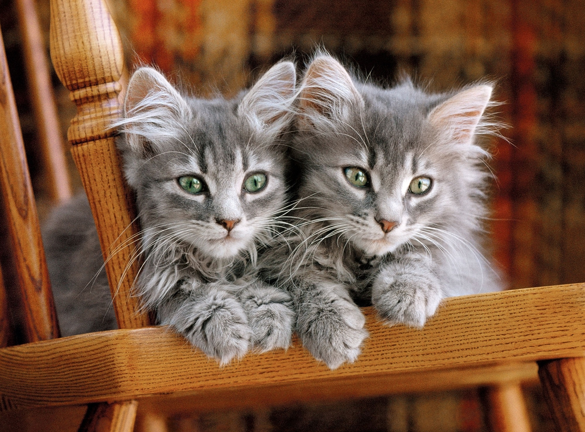 Chatons (500 pièces) – Clementoni