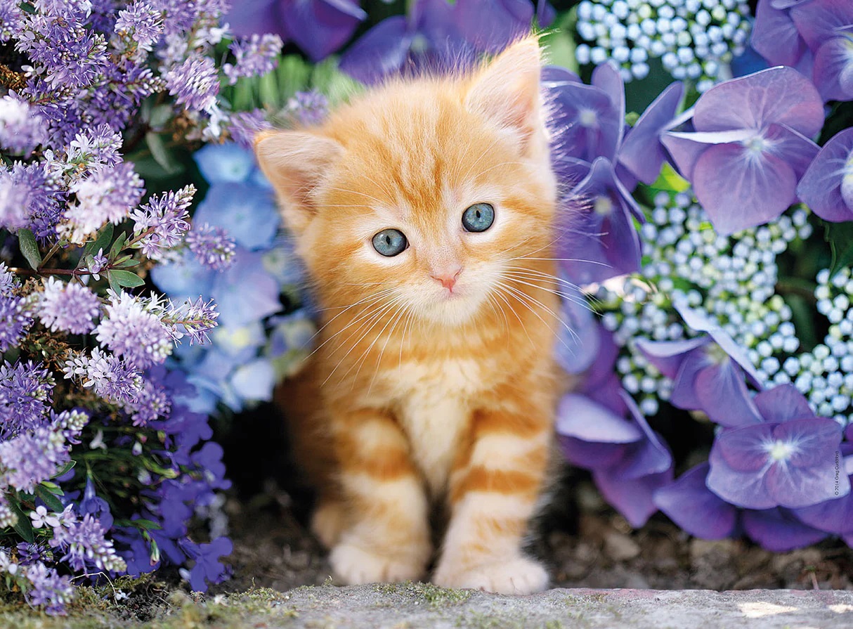 Chaton dans les Fleurs (500 pièces) – Clementoni