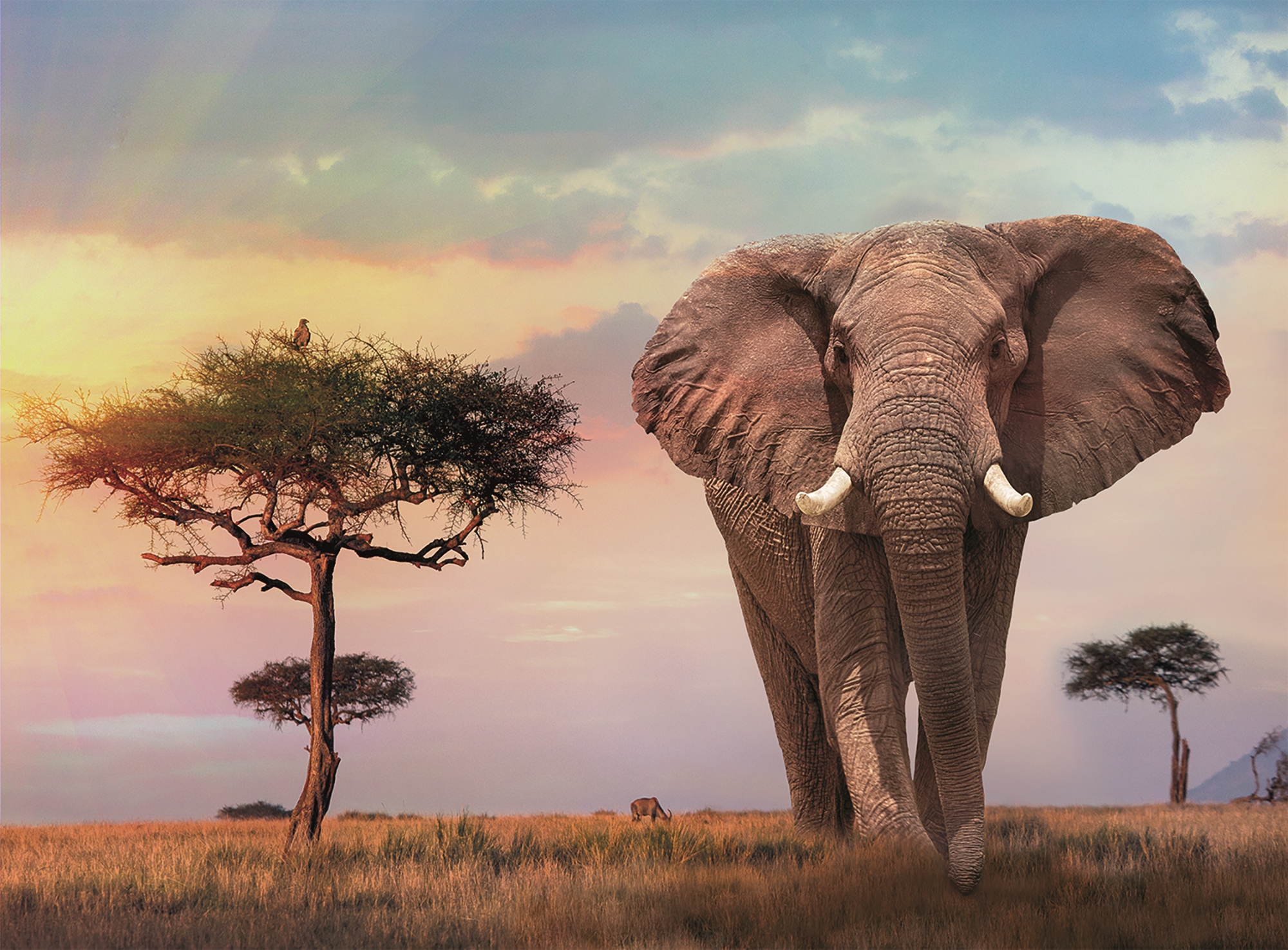 Coucher de Soleil Africain (500 pièces) – Clementoni