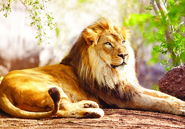 Le Roi de la Savane (1500 pièces) – Nathan