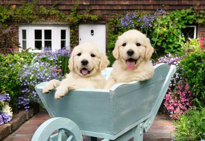 Golden Retriever (200 pièces XL) – Ravensburger
